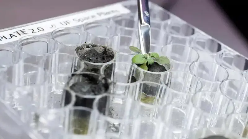 دانشمندان برای اولین بار گیاهی را روی خاک ماه رشد دادند